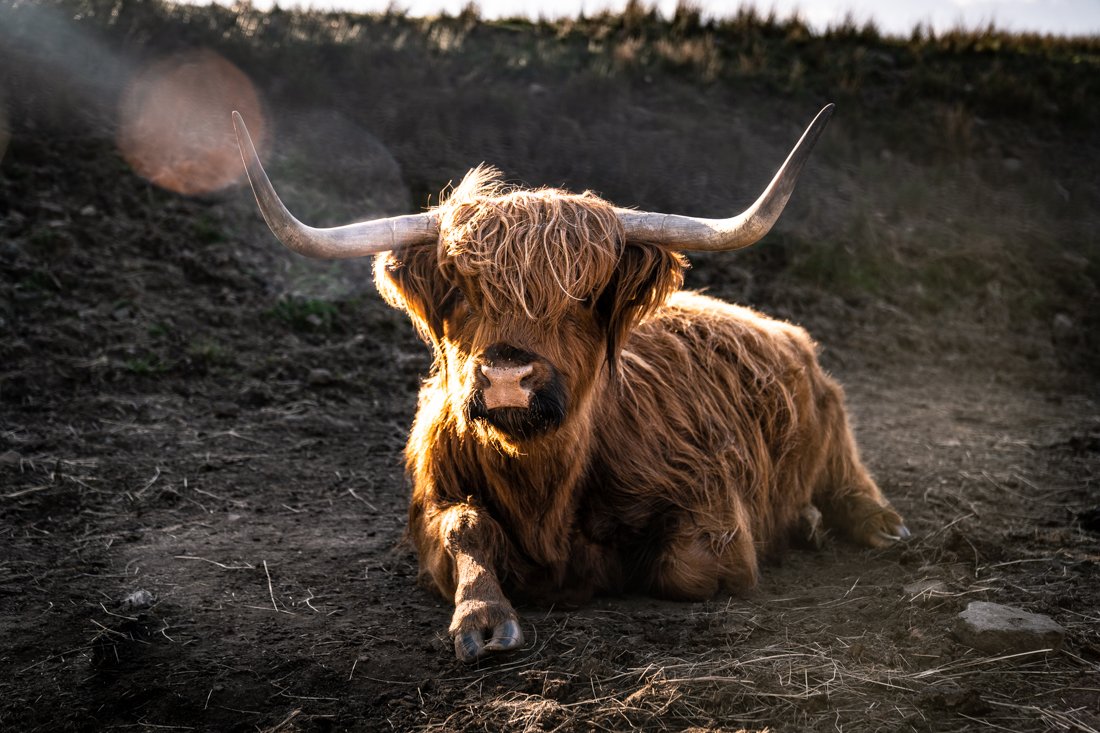 Scottish Highlander Cow Isle of skye