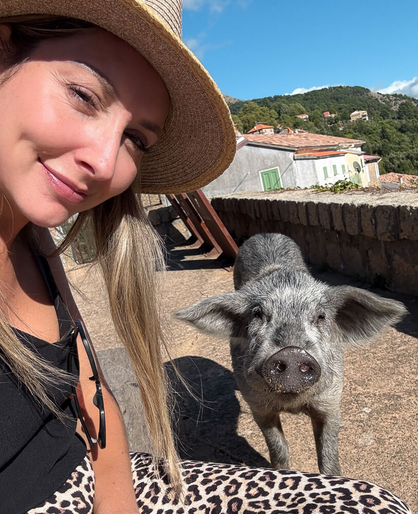 Evisa pig