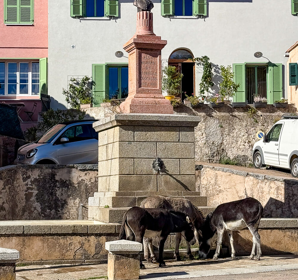 Evisa wild donkeys Corsica